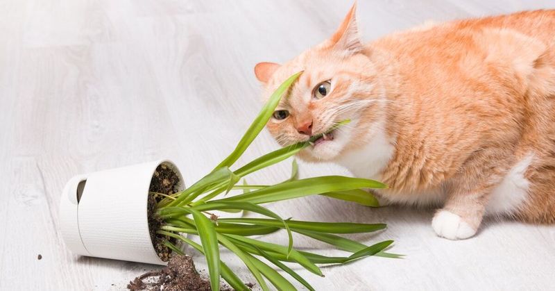 The Plant Investigator