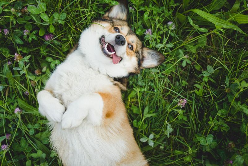 The Playful Bark