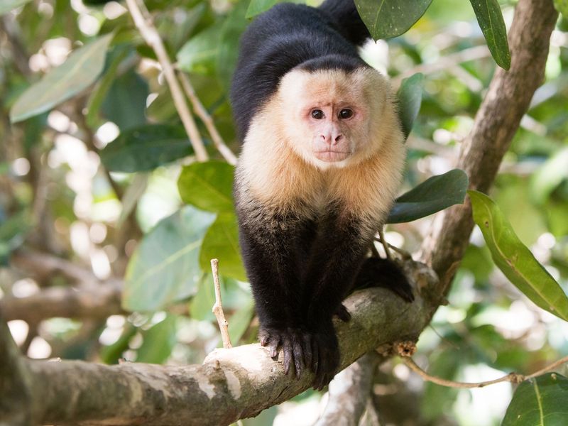 The Playful Capuchin
