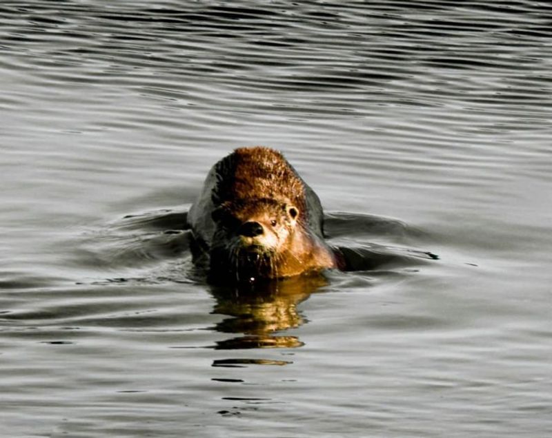 The Playful Otters