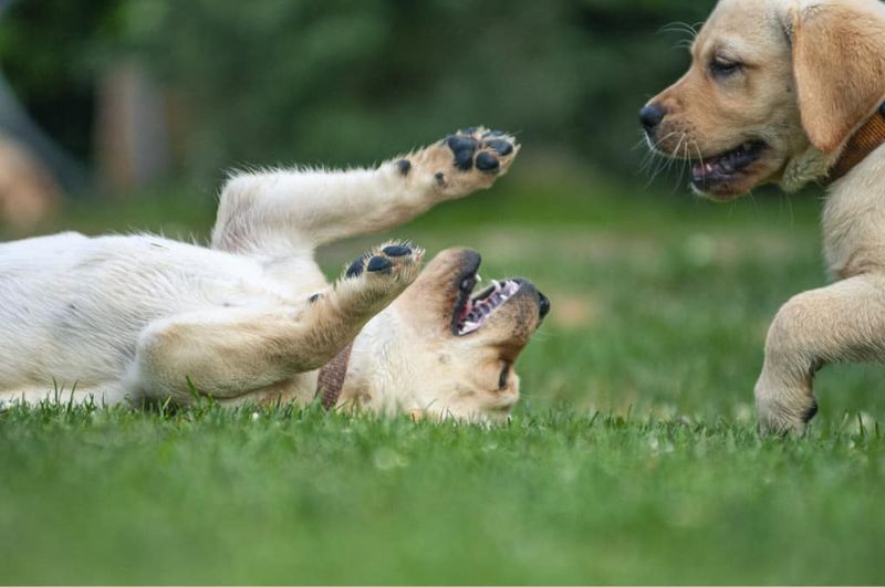The Playful Prankster