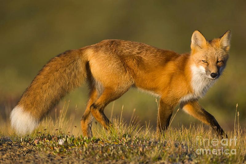 The Playful Red Fox