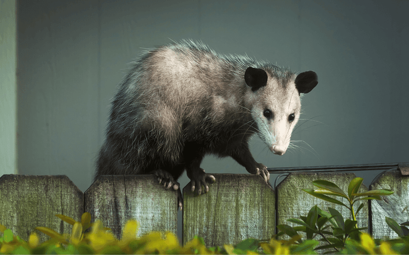 The Possum