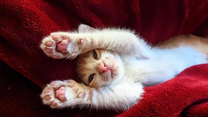 The Power of Paws