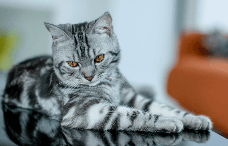 The Protective American Shorthair