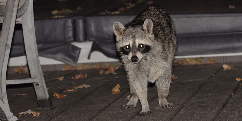 The Raccoon