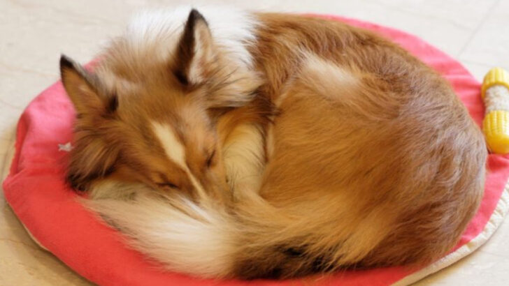 The Real Reasons Why Dogs Circle Before Lying Down—And It’s Older Than You Think