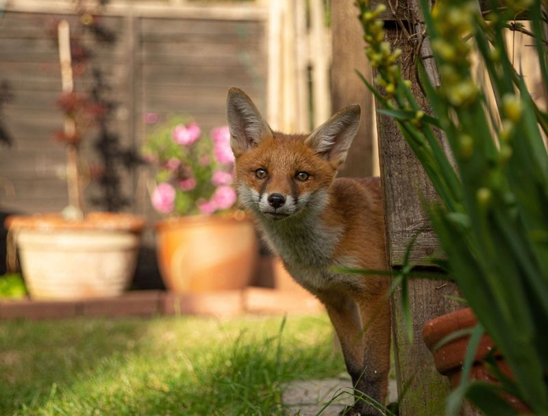 The Red Fox