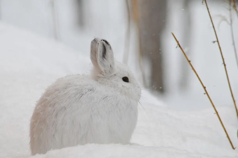 The Resilient Snowshoe Hare