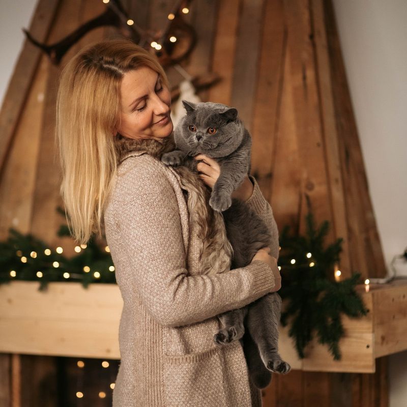 The Restorative British Shorthair