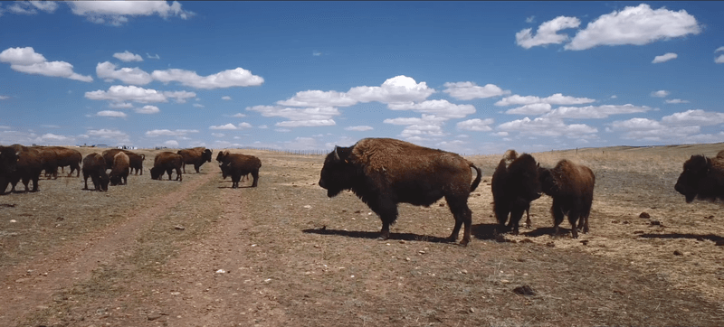 The Return to Fort Peck Reservation