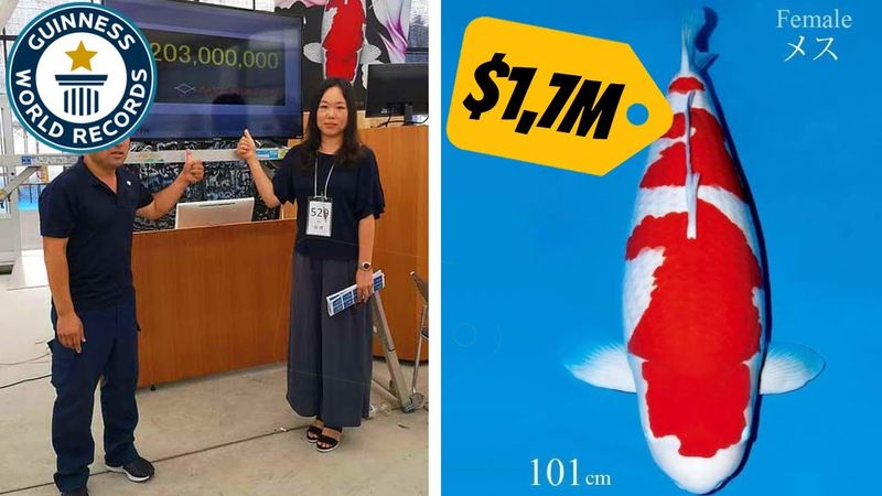 The Rise of Koi Auctions