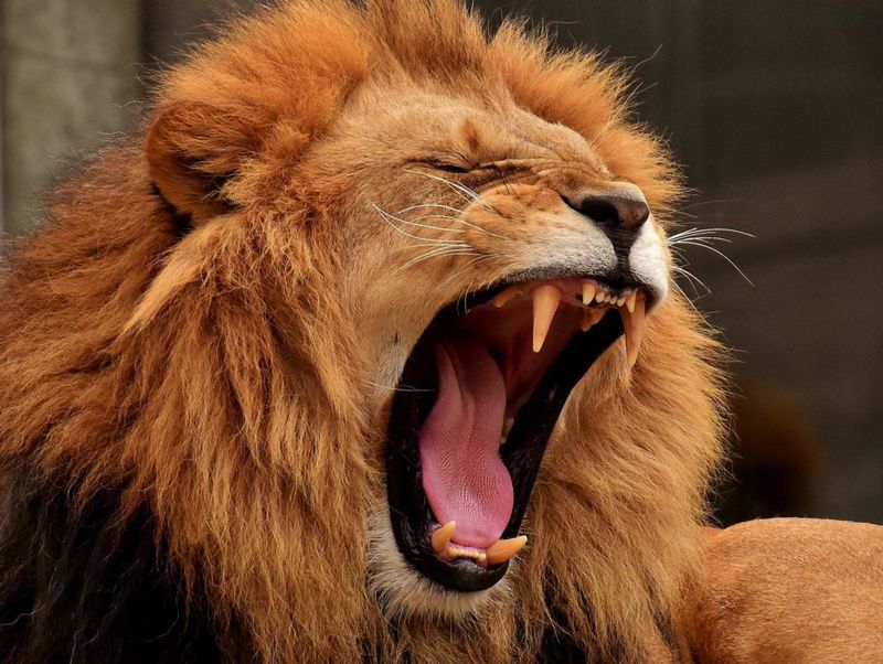 The Roar of Confidence