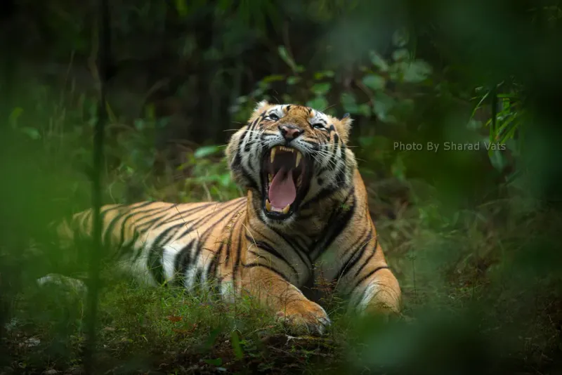 The Roar of a Tiger