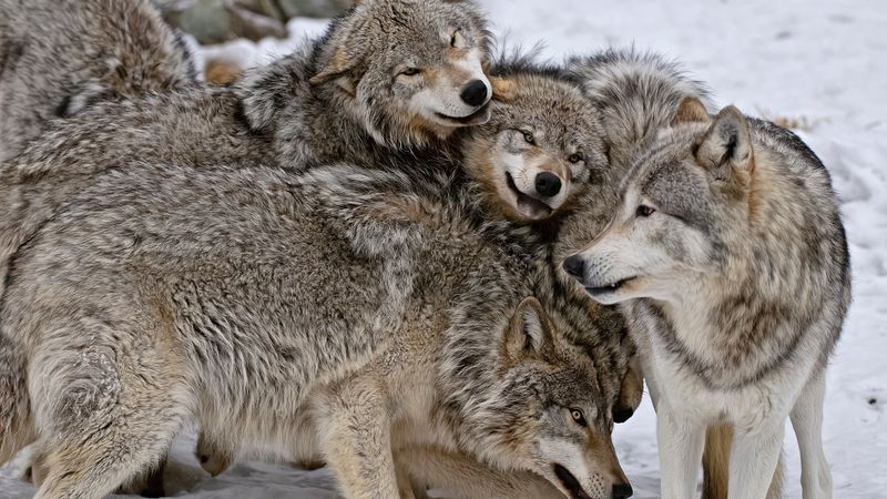 The Role of Alpha Wolves