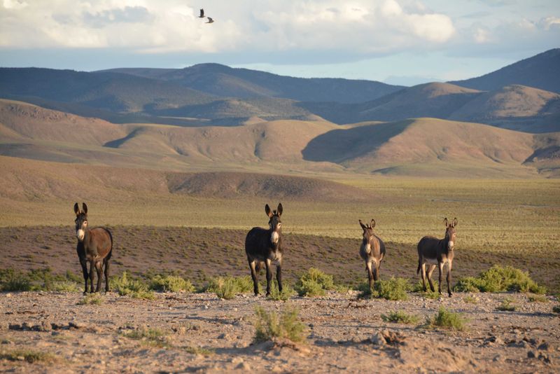 The Role of Wild Donkeys in Ecosystems