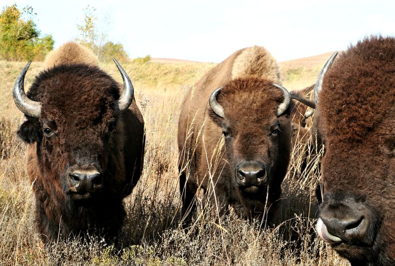 The Rolling Hills Sanctuary Transformation