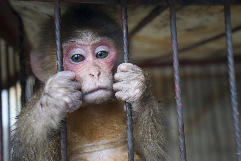 The Sad Reality of Monkey Trade