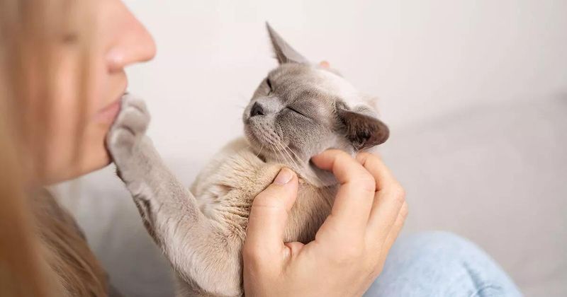 The Serene Burmese