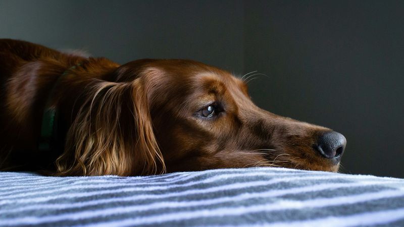 The Severe Introvert