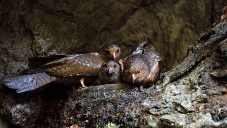 The Shocking Reason Owls Fly Silently—And 13 Other Superpowers of Night Birds