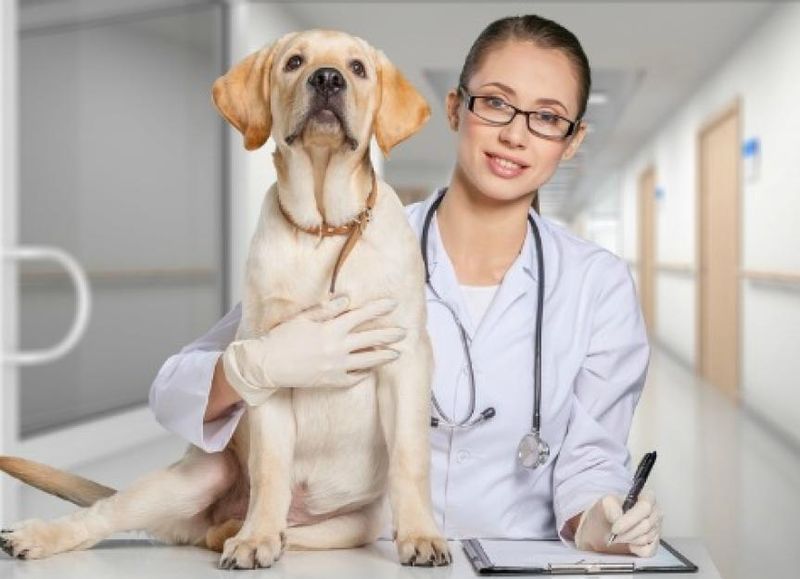 The Significance of Regular Vet Visits