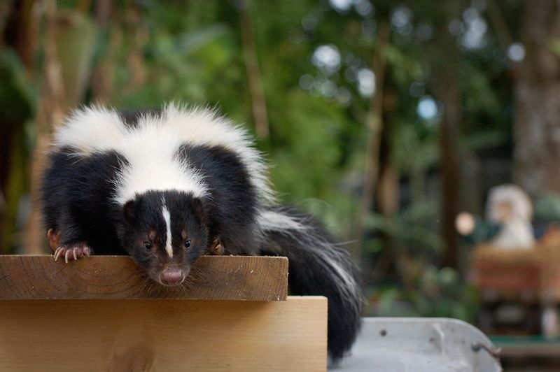 The Skunk