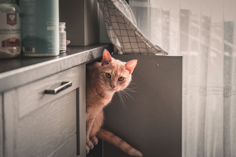 The Snack Cupboard Raider