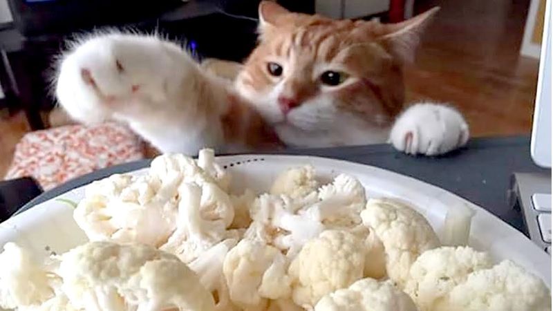 The Sneaky Snacker