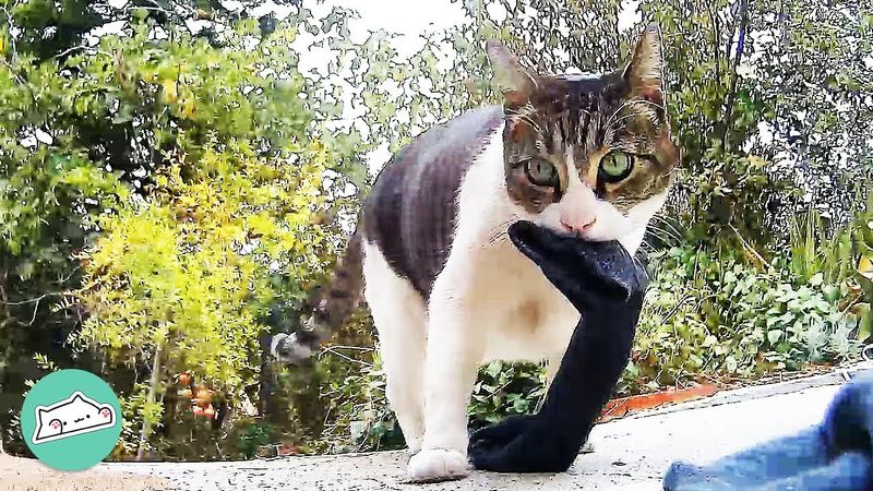 The Sneaky Sock Thief