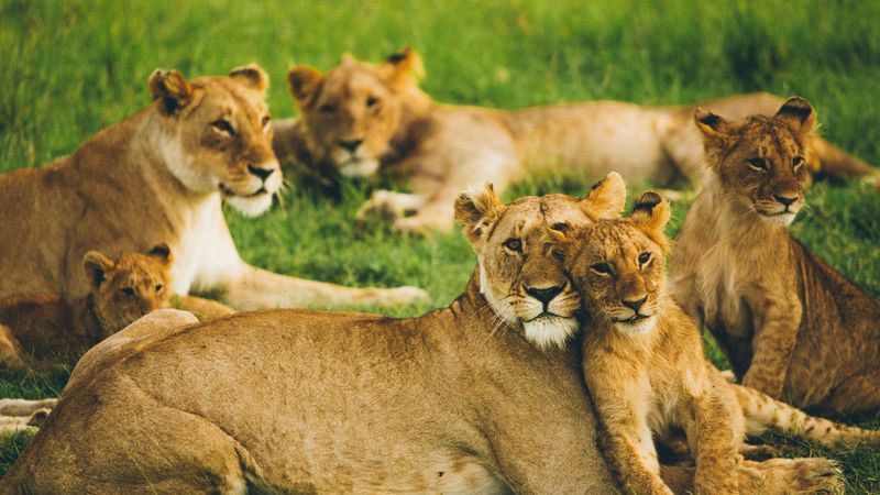 The Social Monarchs
