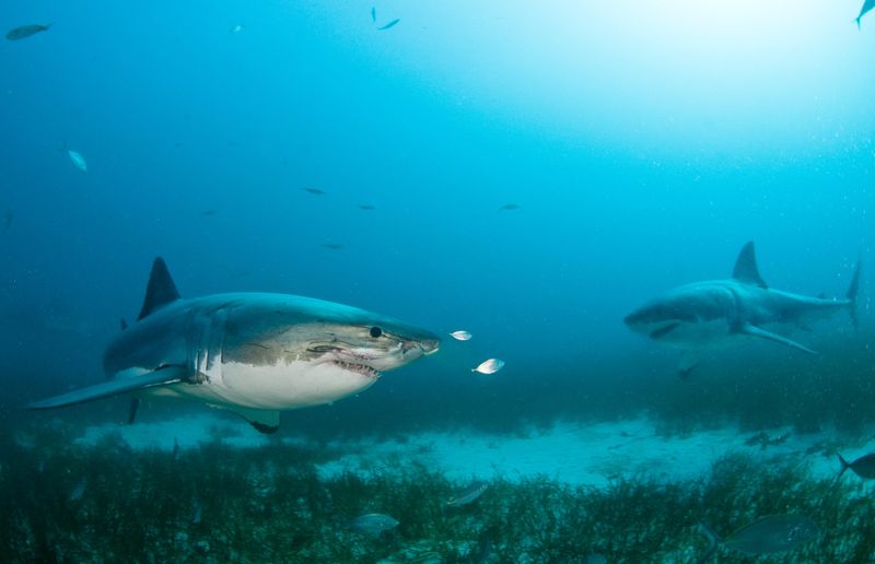 The Social Side of Sharks