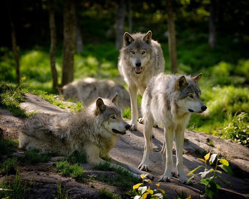The Social Structure of Wolf Packs