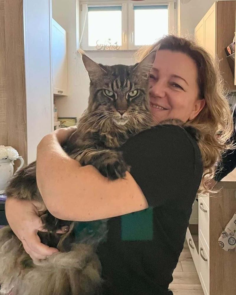 The Soulful Maine Coon