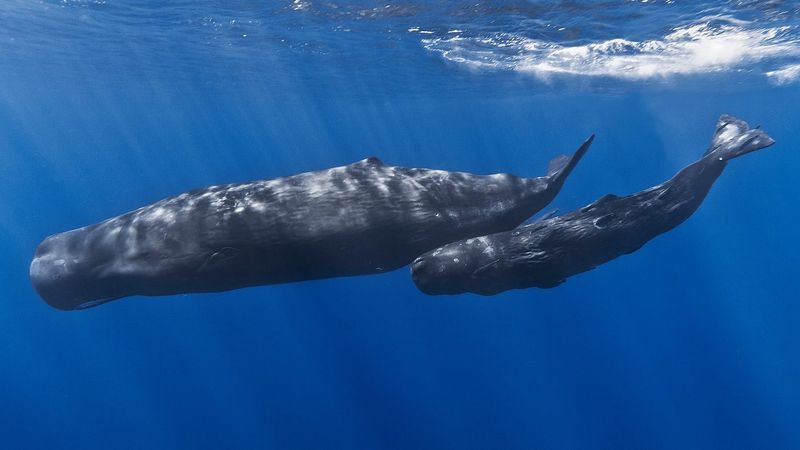 The Sperm Whale's Deep Dives