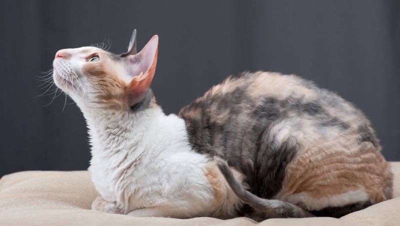 The Stealthy Cornish Rex