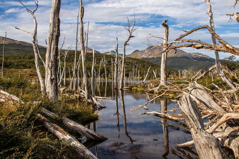 The Surprising Beavers of Patagonia