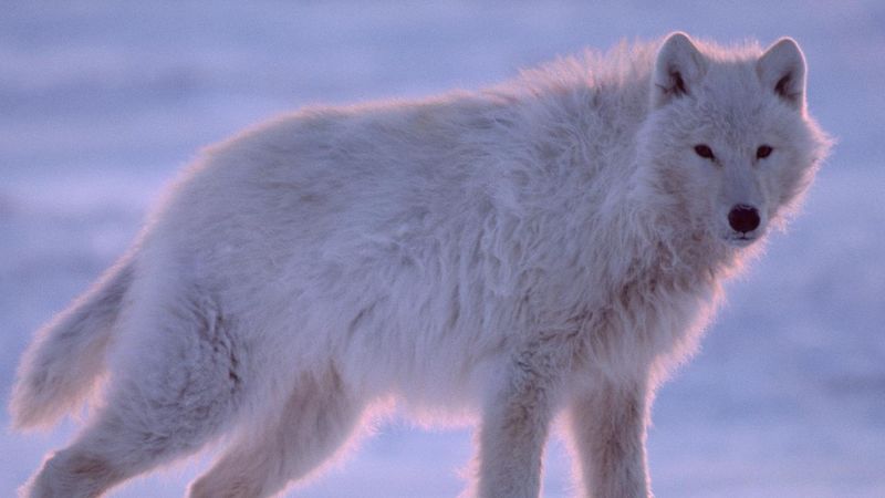 The Tale of the Lone Wolf