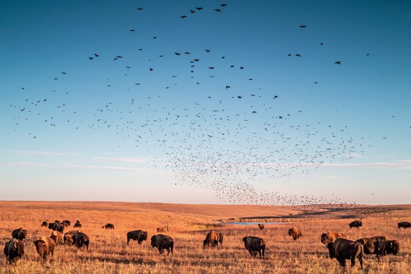 The Tallgrass Prairie Preserve in Oklahoma