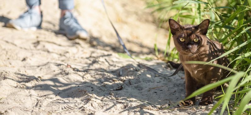 The Tenacious Burmese