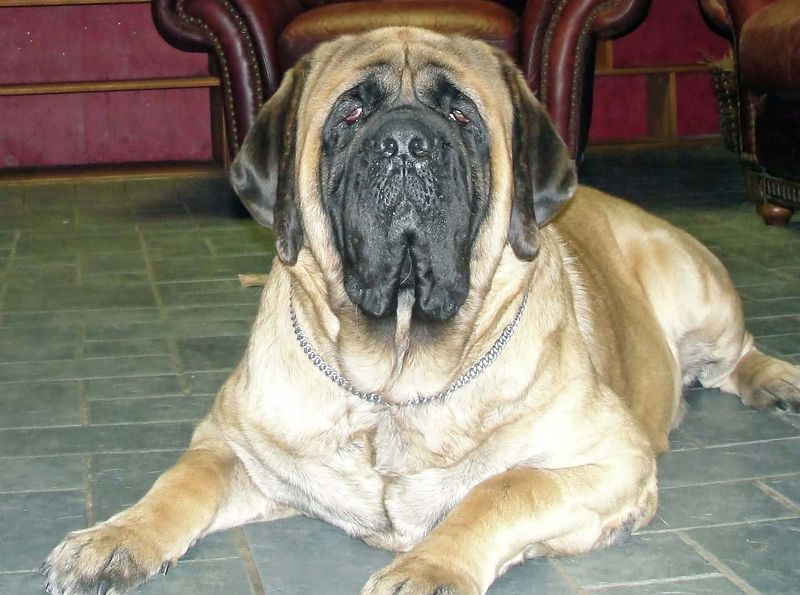 The Tender-hearted Mastiff