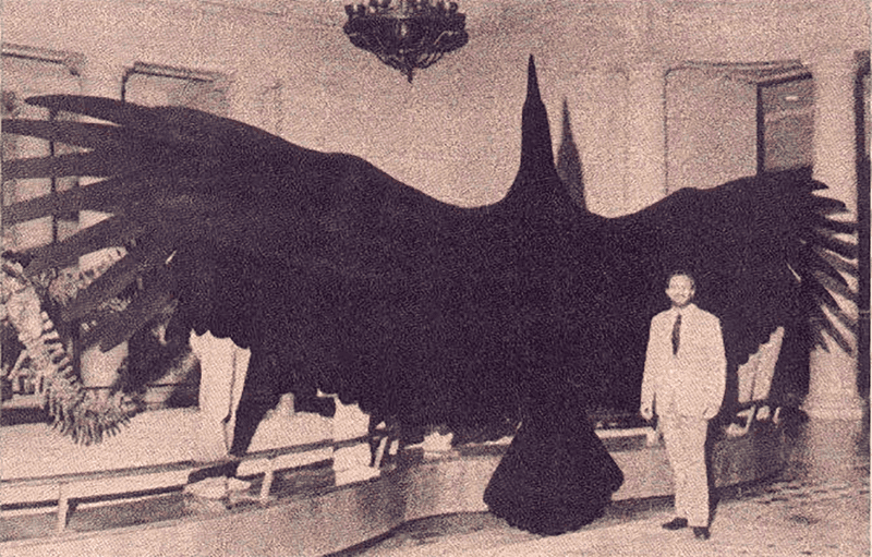 The Thunderbird