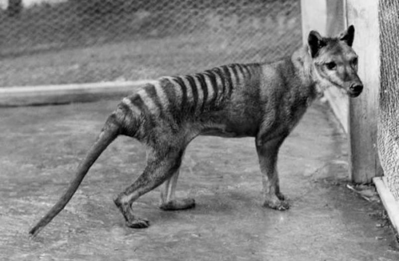 The Thylacine