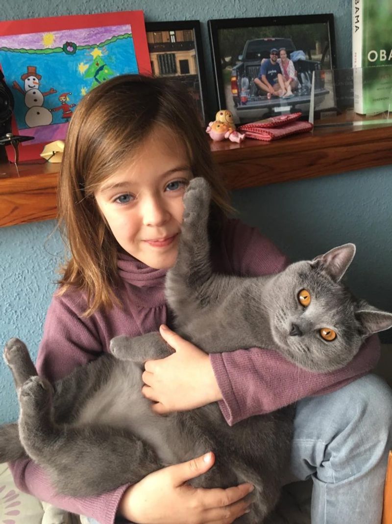 The Tranquil Chartreux