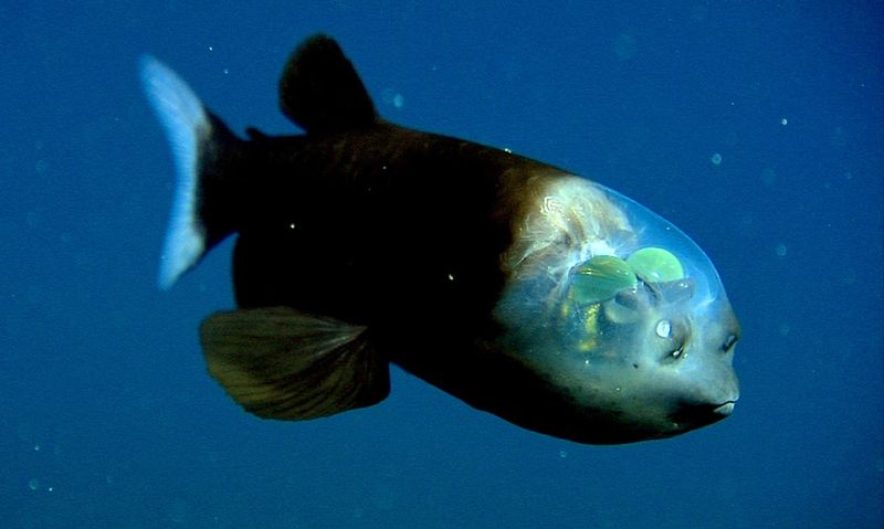 The Transparent Fish