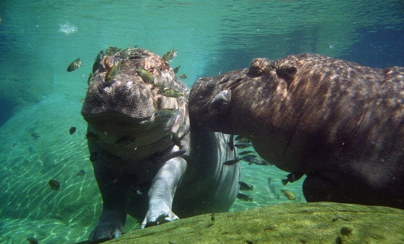 The Unexpected Diver
