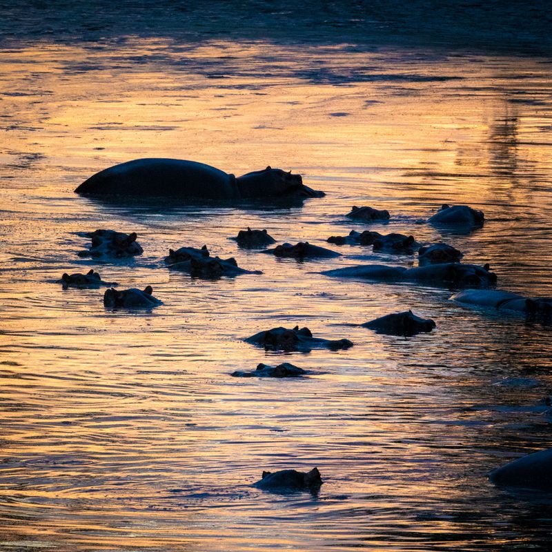 The Unexpected Swimmer