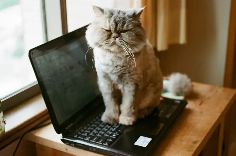 The Uninvited Laptop Sitter