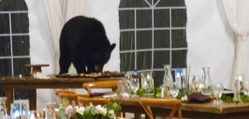 The Uninvited Wedding Guest