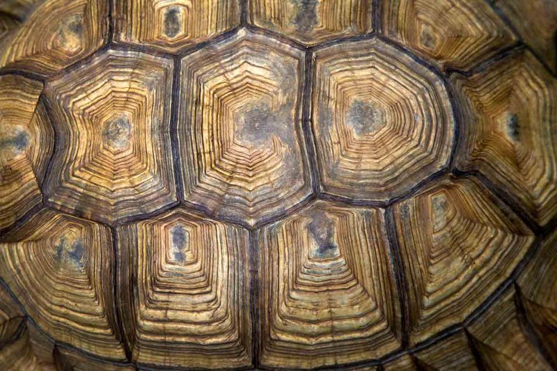 The Unique Shell Structure